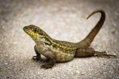 Closeup of Leiocephalus carinatus, a northern curly-tailed lizard in Bahamas.