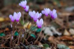 ciclamino-spontaneo-3