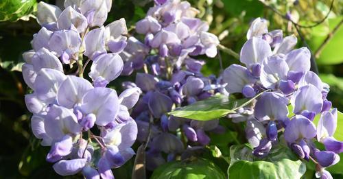 14690486053643722316