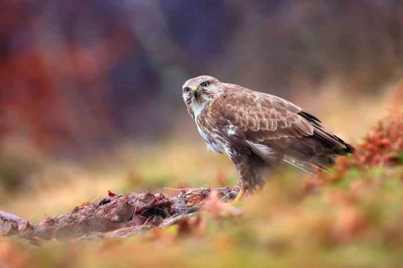 common-buzzard-sitting-next-to-dead-animal-in-autu-2022-02-10-20-54-37-utc-scaled