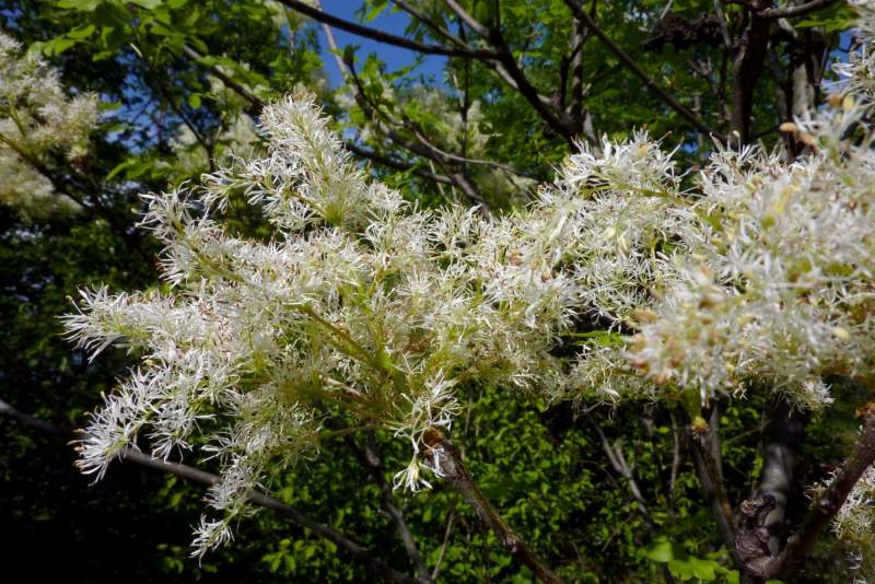 fraxinusornus02 fraxinusornus02