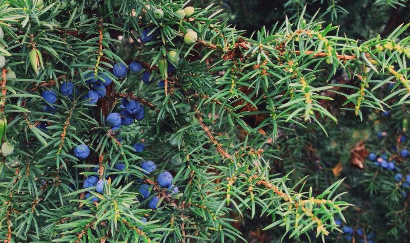 il ginepro nel cilento