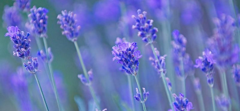 la lavanda del cervati
