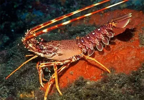 aragosta palinuro aragosta palinuro