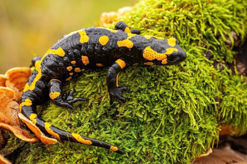 salamandra2 salamandra2