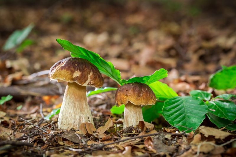 two-boletus-mushrooms-in-oak-forest-in-autumn-2022-04-08-13-14-58-utc-scaled two-boletus-mushrooms-in-oak-forest-in-autumn-2022-04-08-13-14-58-utc-scaled