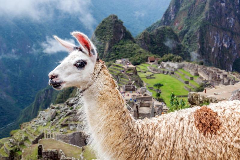 Llama at Machu Picchu Llama at Machu Picchu