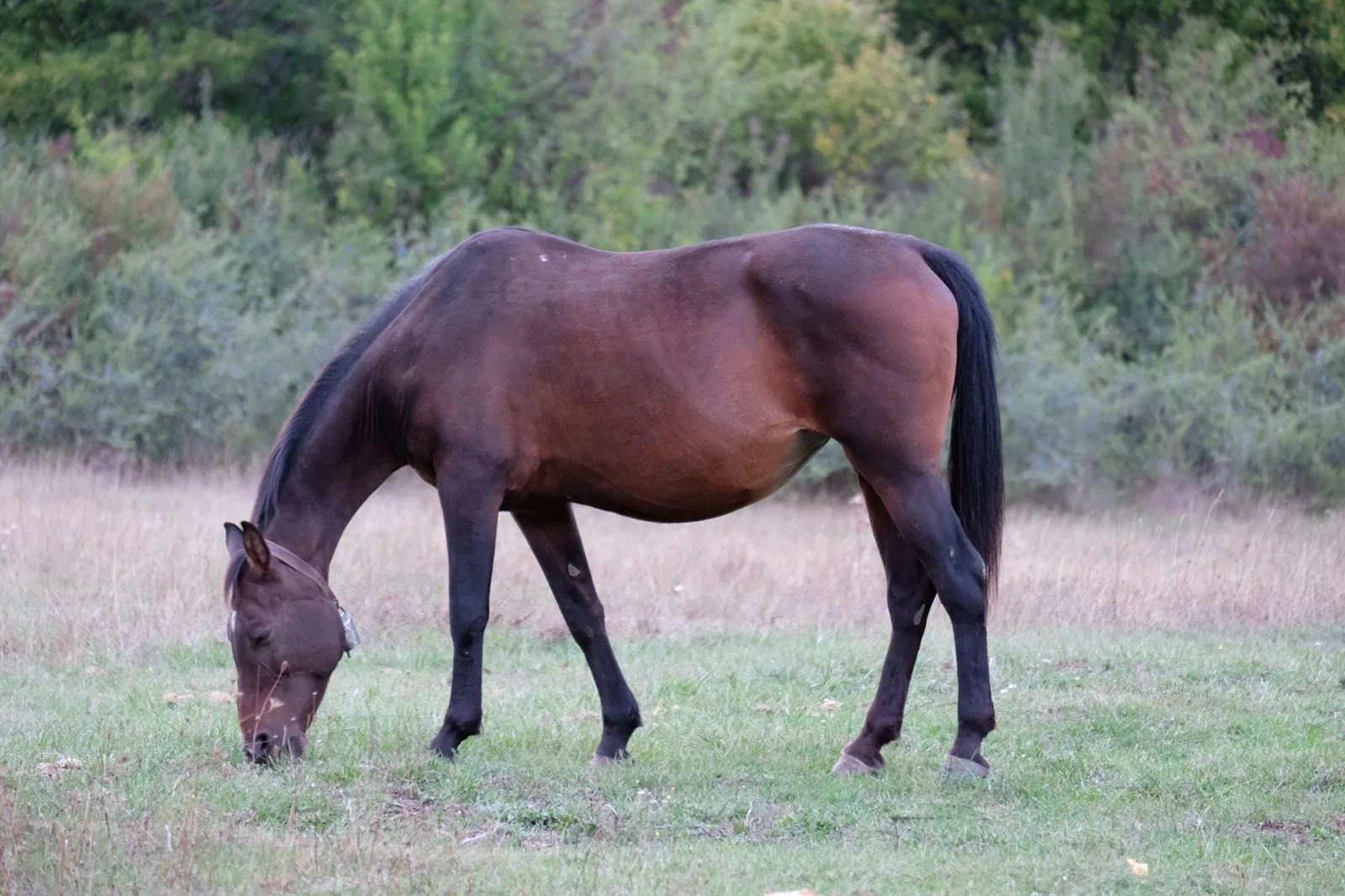 xcavallo