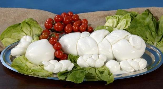4199223 1528 mozzarella