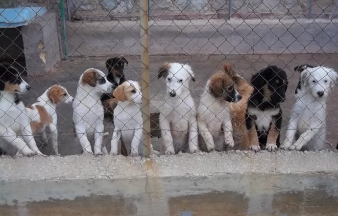 1526136346886.jpg salemi realizzato un canile rifugio in bene confiscato alla mafia