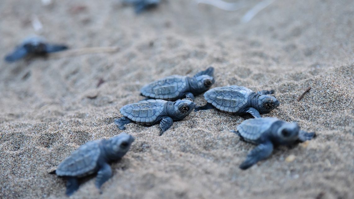 tartarughe caretta caretta