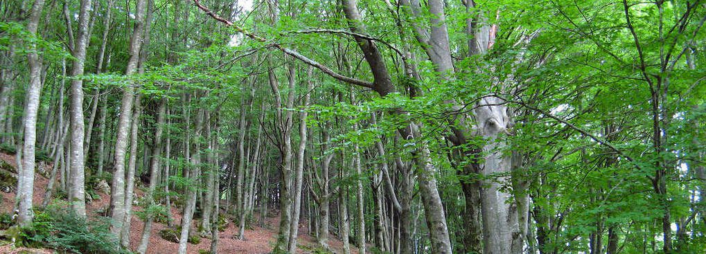 forestazione