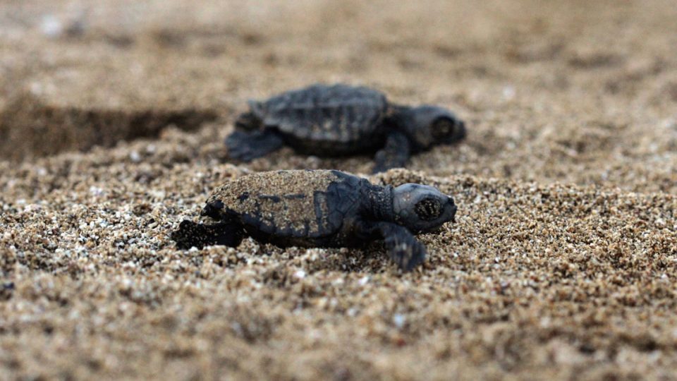 caretta