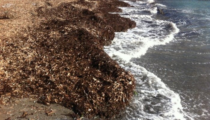 posidonia e1527518095389