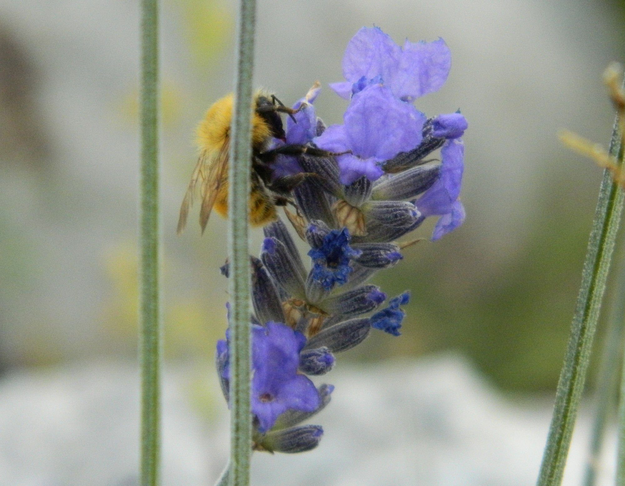 13 CERVATI LAVANDA