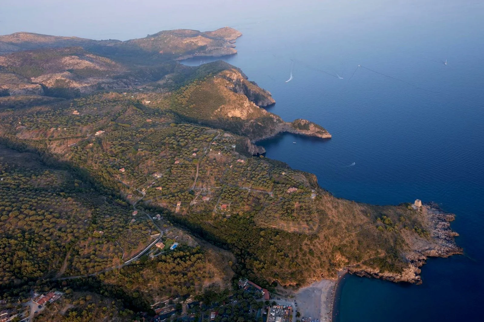 camerota