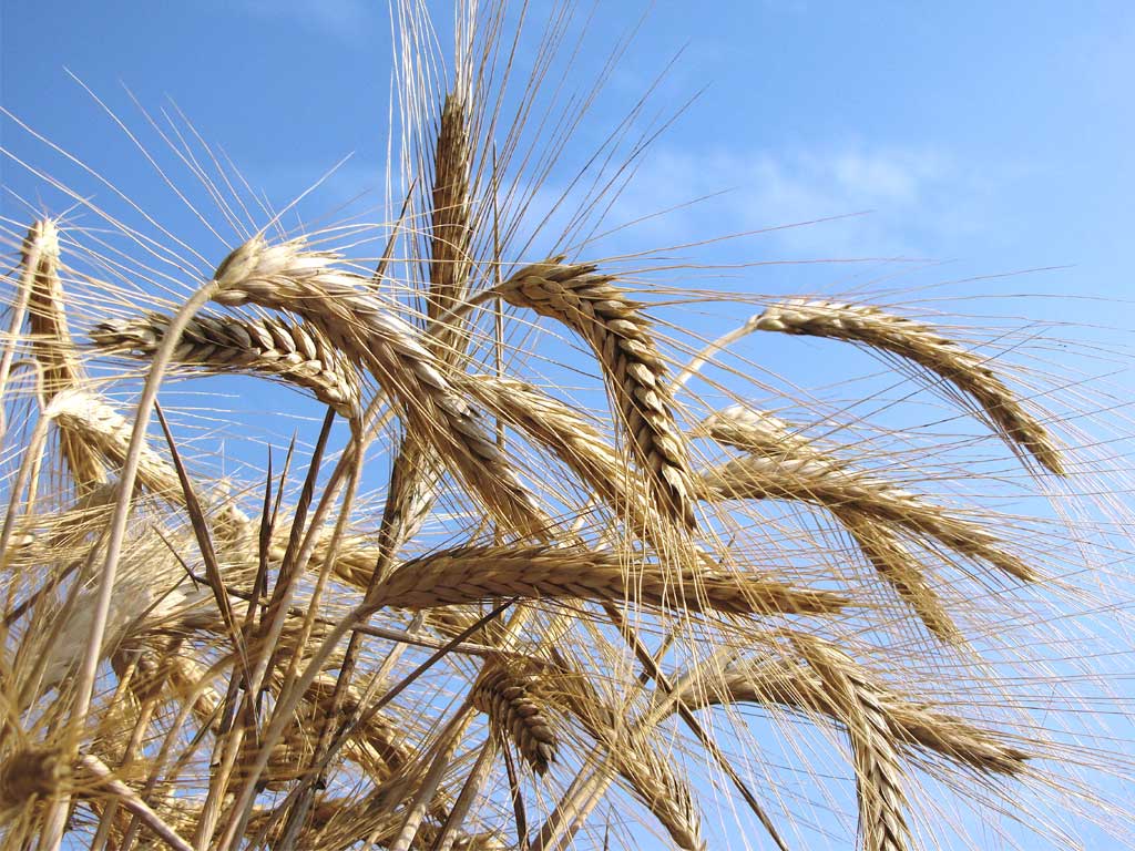 Grano