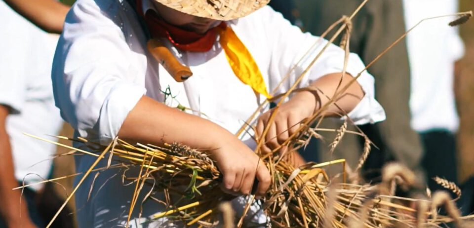 cam di grano