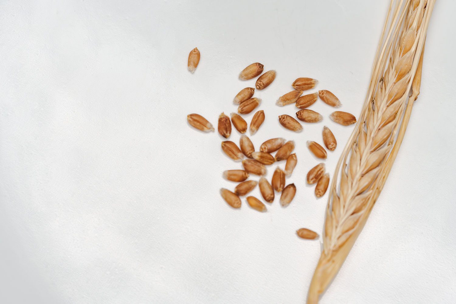 grano2
