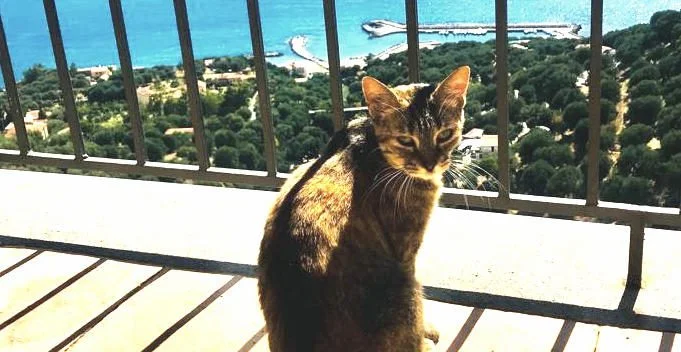 PISCIOTTA BORGO DEI GATTI