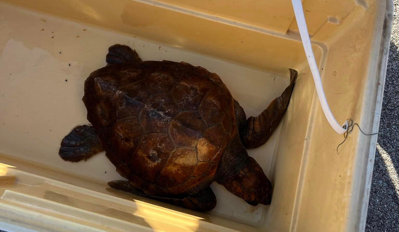 caretta caretta