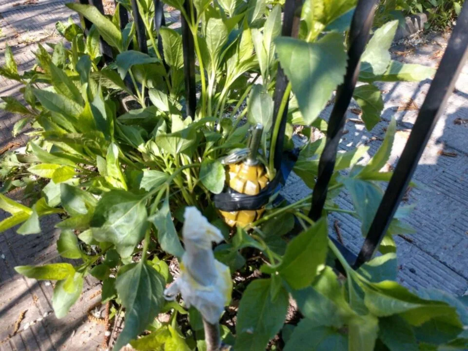 photo5451637019022309712 960x720 1