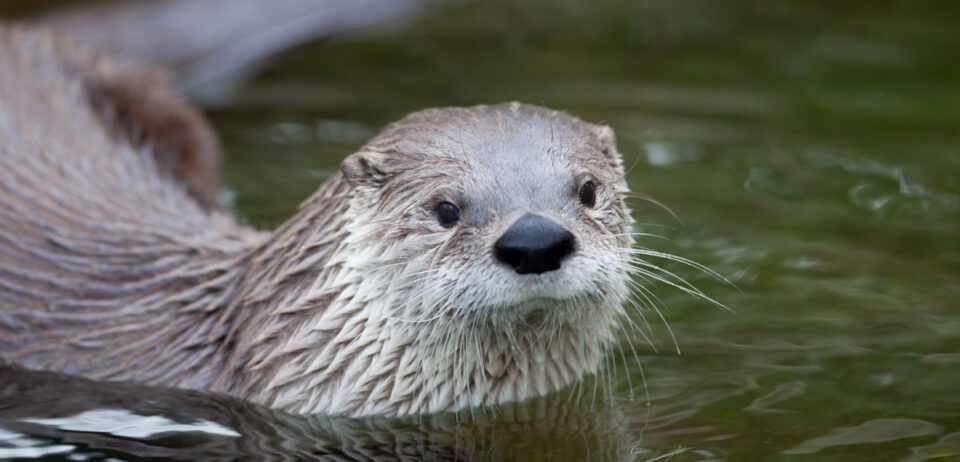 lontra1