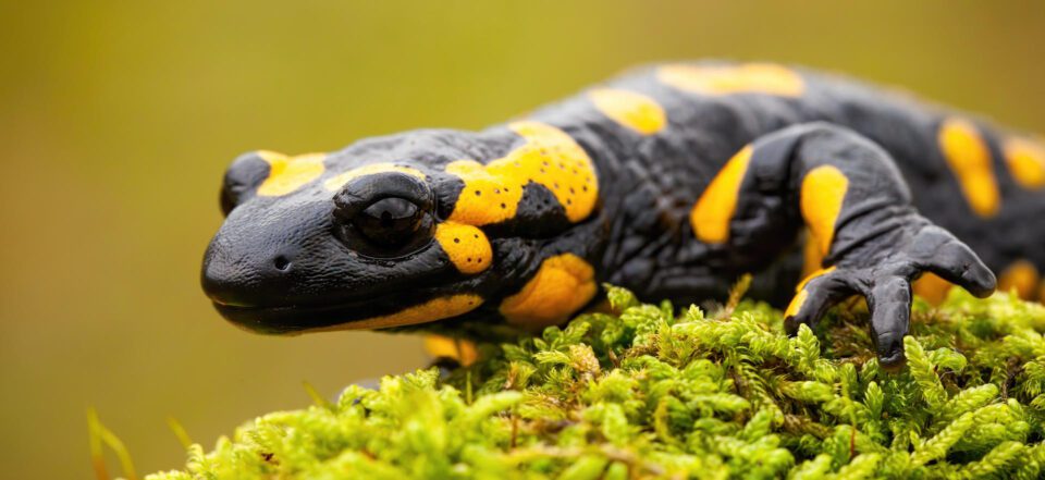 salamandra 1