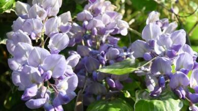 14690486053643722316