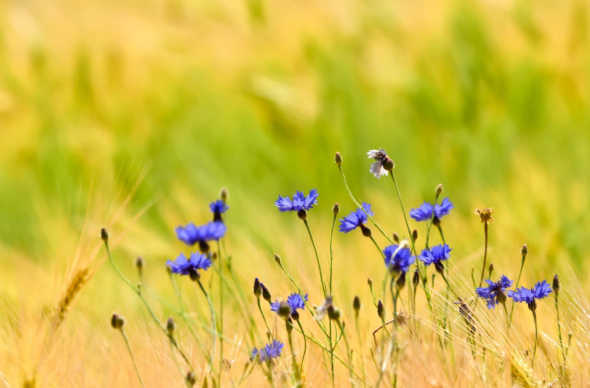 biodiversita