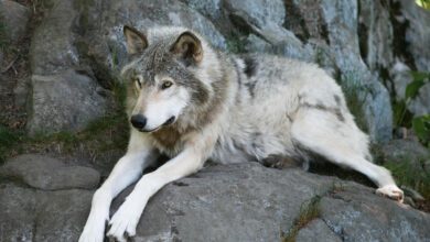 i lupi nel cilento 2