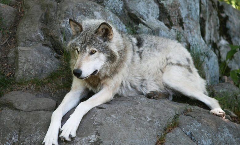 i lupi nel cilento 2