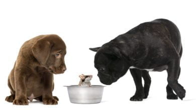 labrador retriever puppy sitting and french bulldo 2021 08 26 18 03 17 utc scaled