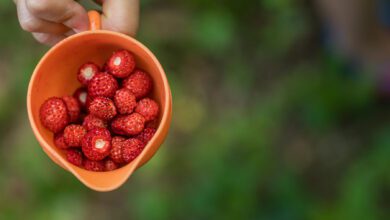 sagra della fragolina di bosco petina