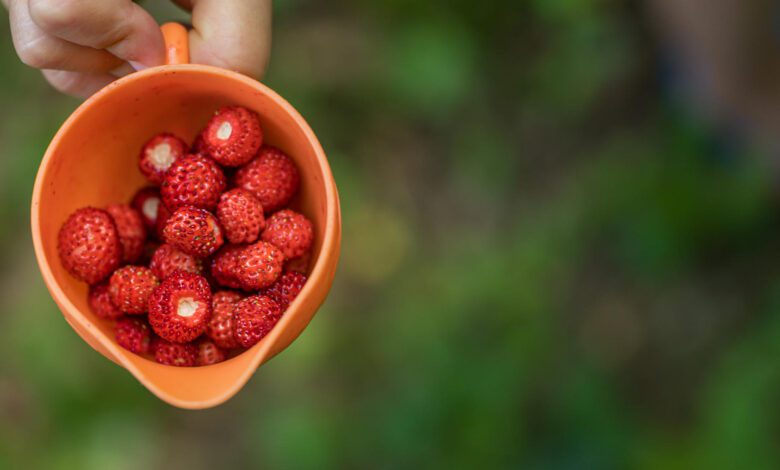 sagra della fragolina di bosco petina