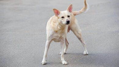 cane randagio