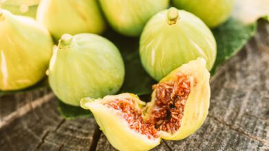 fico bianco del cilento