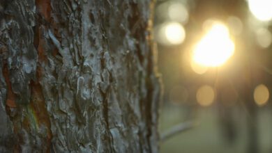 katakascia guarrazzano stella cilento