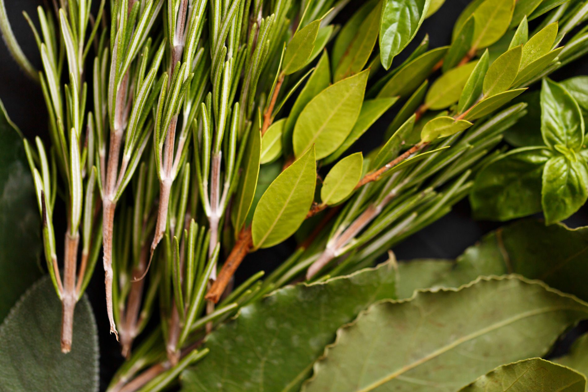 mortella due
