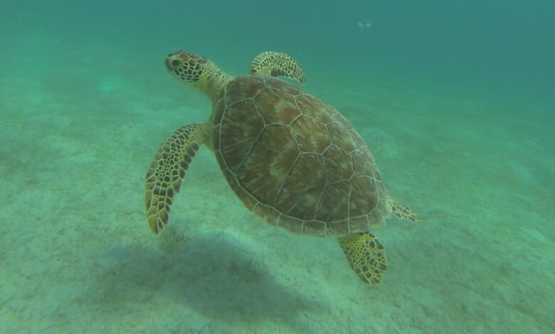 tartaruga caretta caretta