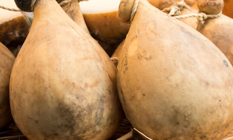 caciocavallo sassanese