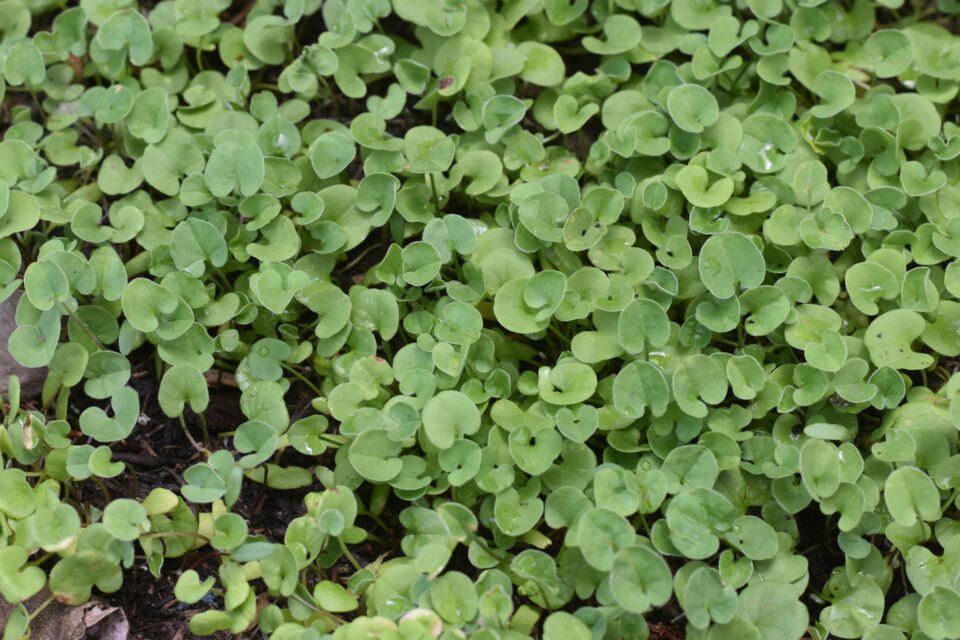 dichondra