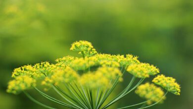 finocchiella di lucania2
