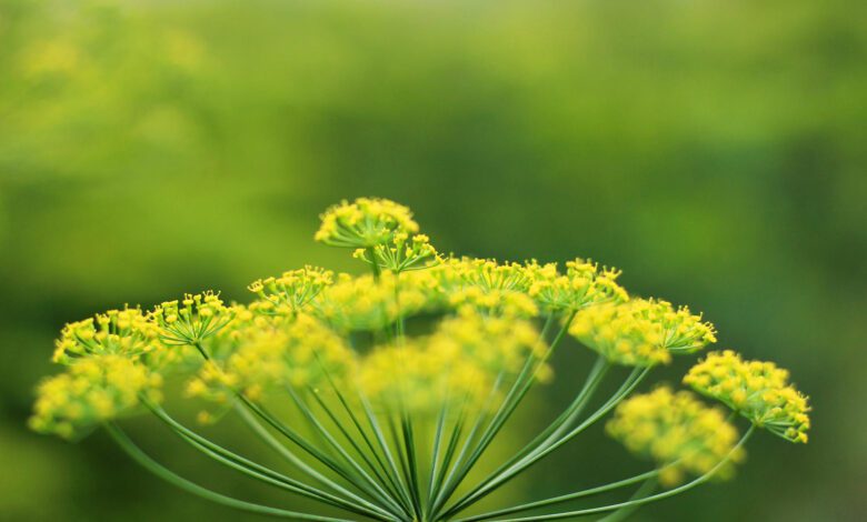 finocchiella di lucania2