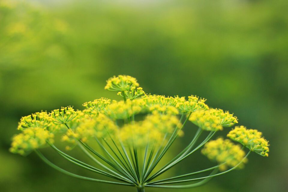finocchiella di lucania2