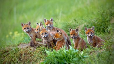 le volpi nel cilento