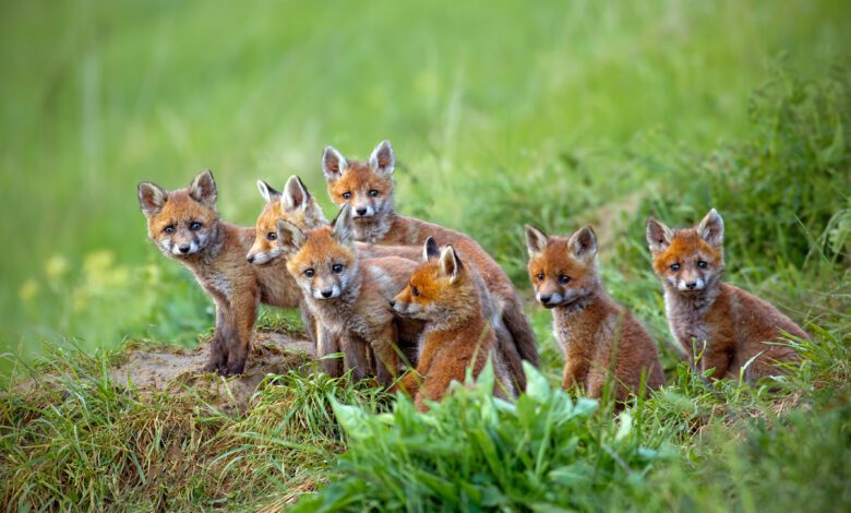 le volpi nel cilento