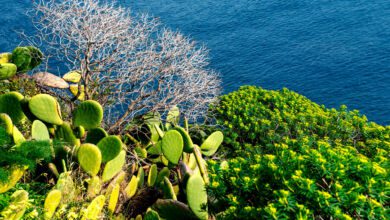 macchia mediterranea