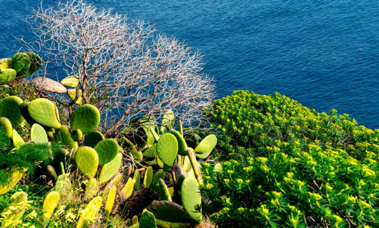 macchia mediterranea