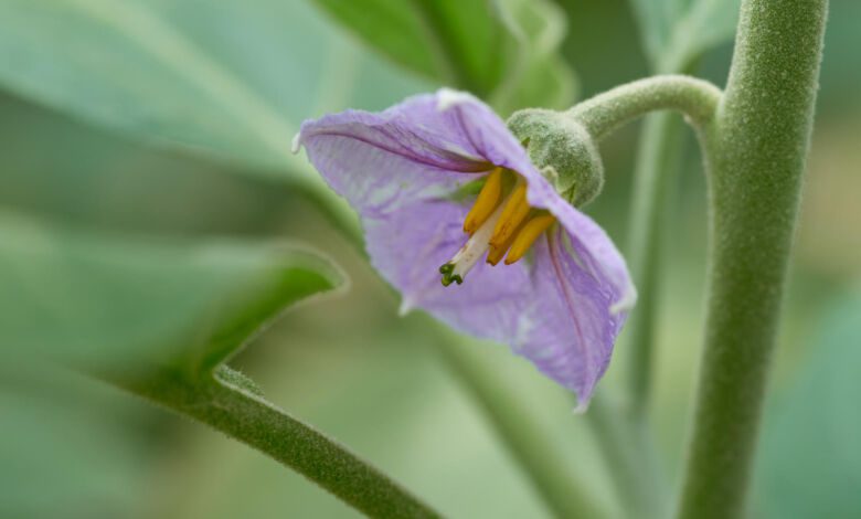 mulignane mbuttunate 2